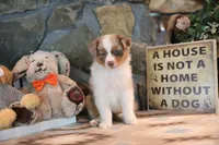 Patti's Red Merle Girl #4, a female Australian Shepherd for sale in Westfield, MA – 2 of 10