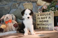 Patti's Black Tri Boy, a male Australian Shepherd for sale in Westfield, MA – 8 of 10