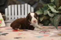 Lily-Rose's Red Tri Boy, a male Australian Shepherd for sale in Westfield, MA – Photo 4 of 5