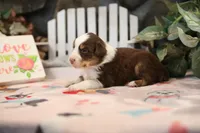 Lily-Rose's Red Tri Boy, a male Australian Shepherd for sale in Westfield, MA – Photo 3 of 5