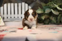 Lily-Rose's Red Tri Boy, a male Australian Shepherd for sale in Westfield, MA – Photo 1 of 5