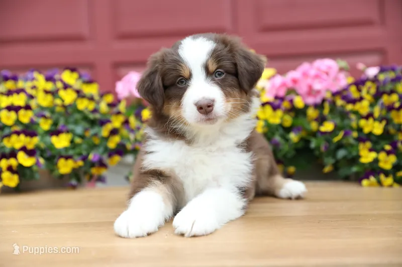 Lily-Rose's Red Tri Boy – Australian Shepherd puppy for sale in Westfield, MA