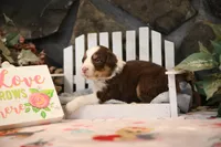 Lily-Rose's Red Tri Boy, a male Australian Shepherd for sale in Westfield, MA – Photo 5 of 5