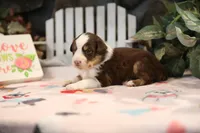 Lily-Rose's Red Tri Boy, a male Australian Shepherd for sale in Westfield, MA – Photo 2 of 5