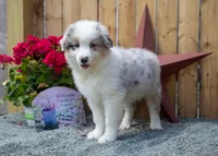 Vegas's Blue Merle Boy, a male Australian Shepherd for sale in Westfield, MA – 9 of 10
