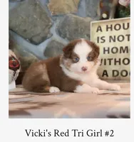 Vicki's red tri girl #2, a female Australian Shepherd for sale in Westfield, MA – 2 of 3