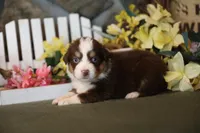 Vegas red tri boy 2, a male Australian Shepherd for sale in Westfield, MA – Photo 3 of 5