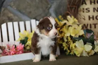 Vegas red tri boy 2, a male Australian Shepherd for sale in Westfield, MA – Photo 4 of 5