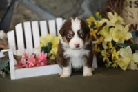 Vegas red tri boy 2, a male Australian Shepherd for sale in Westfield, MA – Photo 1 of 5