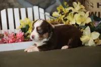 Vegas red tri boy 2, a male Australian Shepherd for sale in Westfield, MA – Photo 2 of 5