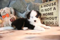 Patti's Black Tri Boy, a male Australian Shepherd for sale in Westfield, MA – 4 of 10