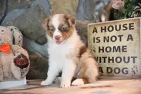 Patti's Red Merle Girl #4, a female Australian Shepherd for sale in Westfield, MA – 7 of 10