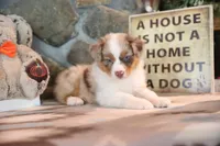 Patti's Red Merle Girl #4, a female Australian Shepherd for sale in Westfield, MA – 3 of 10