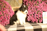 Luna's Black Tri Girl #2, a female Australian Shepherd for sale in Westfield, MA – 6 of 7