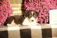 Luna's black tri girl #1, a female Australian Shepherd for sale in Westfield, MA – 7 of 7