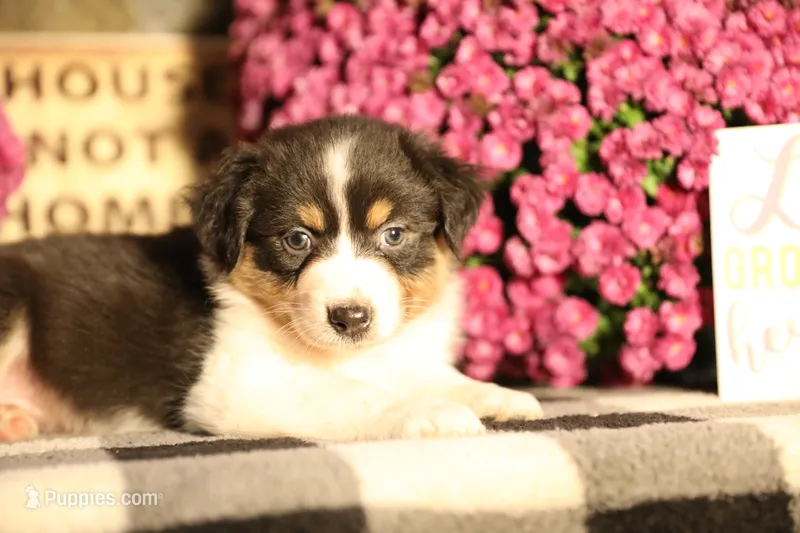 Luna's black tri girl #1 – Australian Shepherd puppy for sale in Westfield, MA