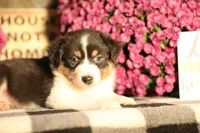 Luna's black tri girl #1, a female Australian Shepherd for sale in Westfield, MA – 1 of 7