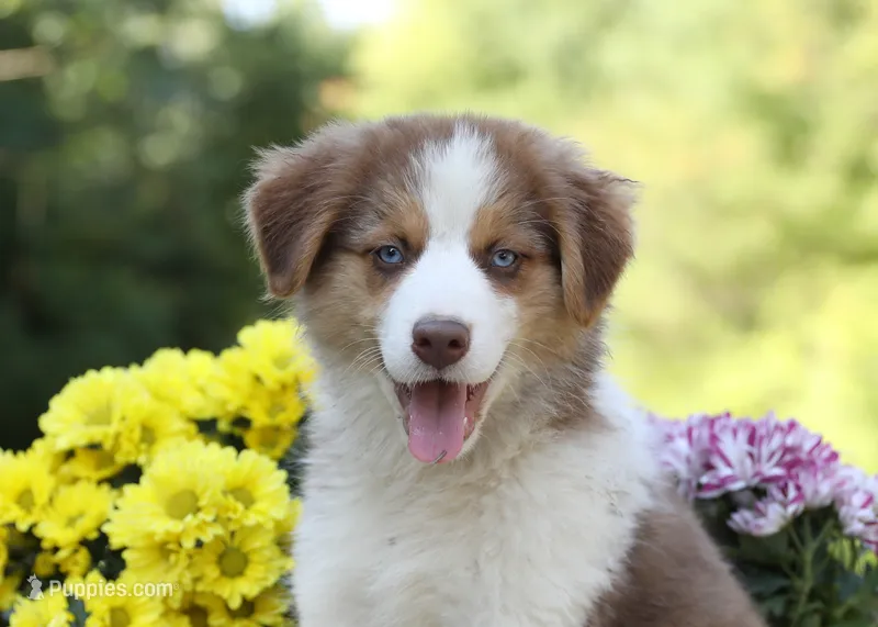 Vicki's red tri girl #1  – Australian Shepherd puppy for sale in Westfield, MA