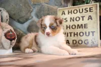 Patti's Red Merle Girl #4, a female Australian Shepherd for sale in Westfield, MA – 4 of 10