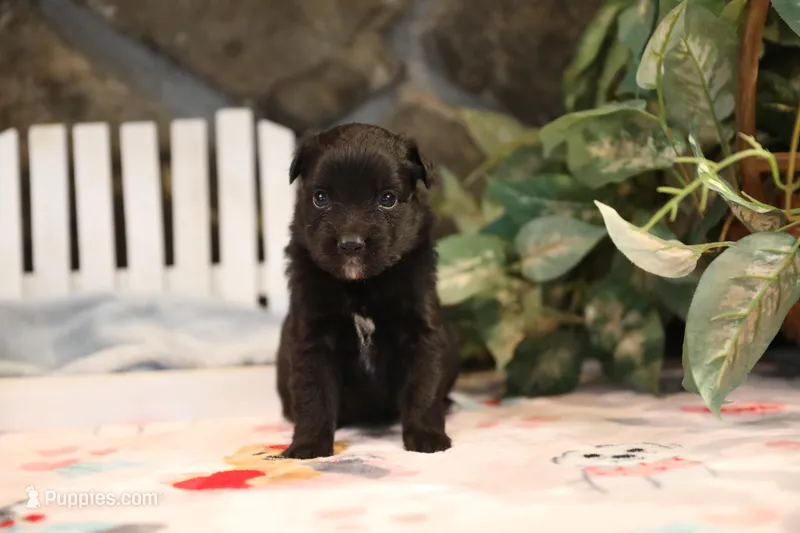 Char-Lynne's Black Bi Girl #2 – Toy Australian Shepherd puppy for sale in Westfield, MA