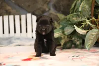 Char-Lynne's Black Bi Girl #2, a female Toy Australian Shepherd for sale in Westfield, MA – Photo 1 of 6