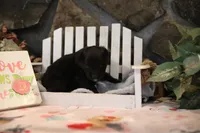 Char-Lynne's Black Bi Girl #2, a female Toy Australian Shepherd for sale in Westfield, MA – Photo 6 of 6