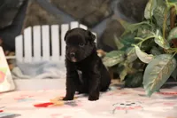 Char-Lynne's Black Bi Girl #2, a female Toy Australian Shepherd for sale in Westfield, MA – Photo 3 of 6