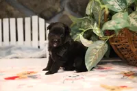 Char-Lynne's Black Bi Girl #2, a female Toy Australian Shepherd for sale in Westfield, MA – Photo 2 of 6