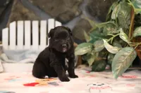 Char-Lynne's Black Bi Girl #2, a female Toy Australian Shepherd for sale in Westfield, MA – Photo 5 of 6