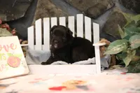 Char-Lynne's Black Bi Girl #2, a female Toy Australian Shepherd for sale in Westfield, MA – Photo 4 of 6