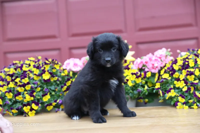 Char-Lynne's Black Bi Girl #2 – Toy Australian Shepherd puppy for sale in Westfield, MA