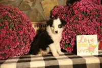 Misty's tri girl #2, a female Australian Shepherd for sale in Westfield, MA – 5 of 10