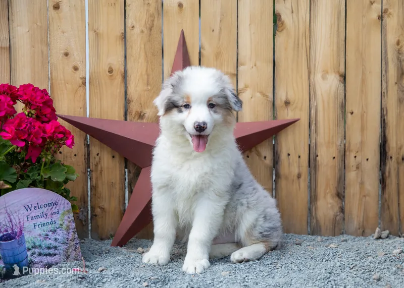 Vegas's Blue Merle Boy – Australian Shepherd puppy for sale in Westfield, MA