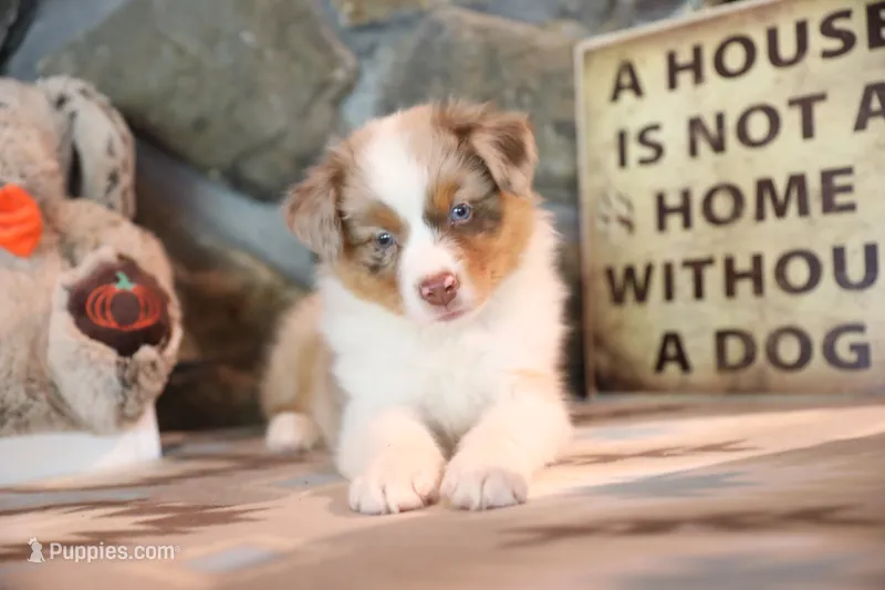 Patti's Red Merle Girl #4 – Australian Shepherd puppy for sale in Westfield, MA