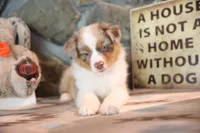 Patti's Red Merle Girl #4, a female Australian Shepherd for sale in Westfield, MA – 1 of 10