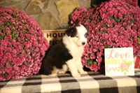 Misty's tri girl #2, a female Australian Shepherd for sale in Westfield, MA – 6 of 10