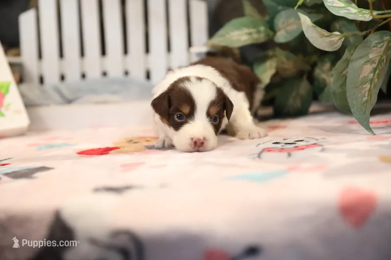 Lily-Rose's Red Tri Girl #1 – Australian Shepherd puppy for sale in Westfield, MA