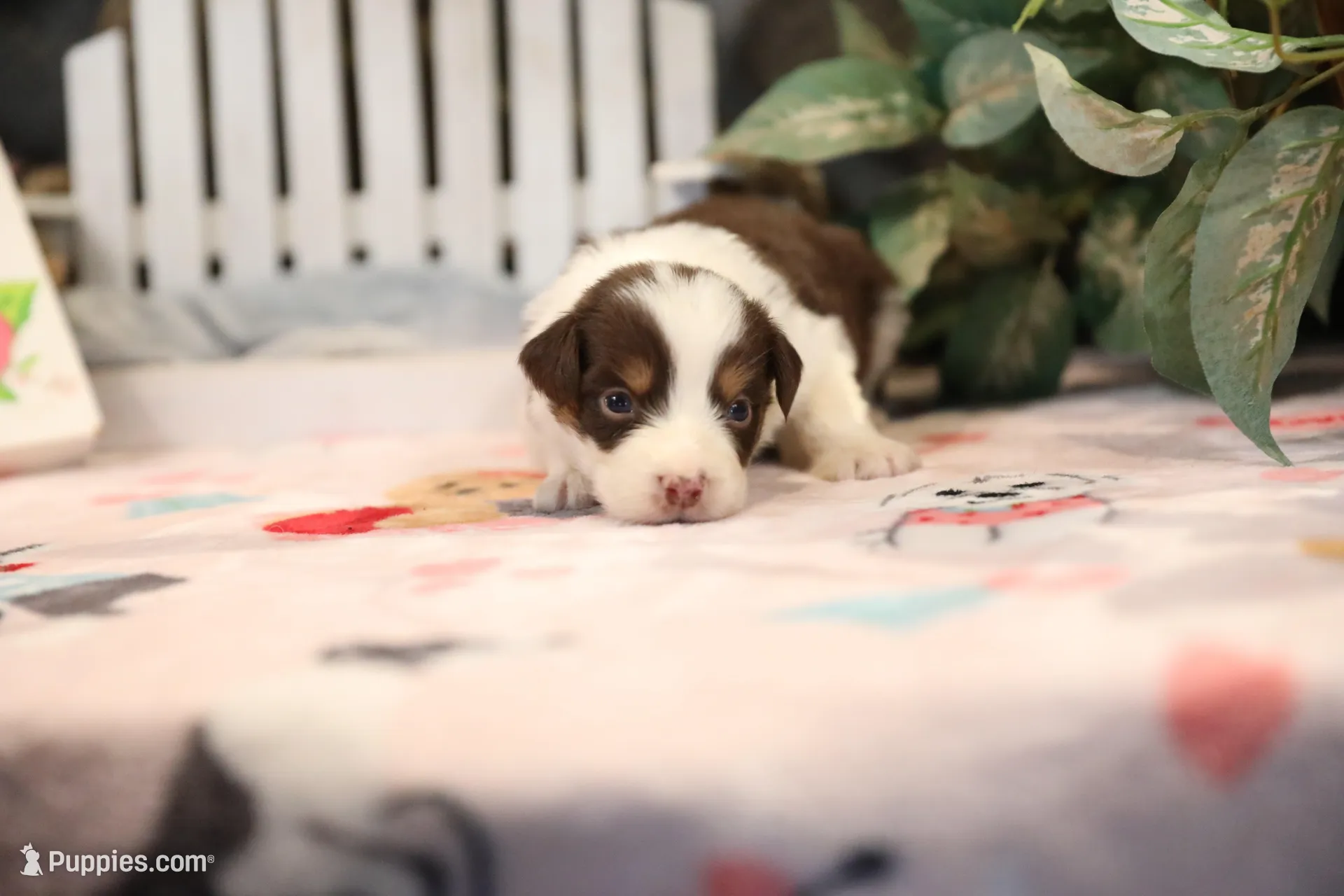 Lily-Rose's Red Tri Girl #1, a female Australian Shepherd for sale in Westfield, MA – Photo 1 of 10