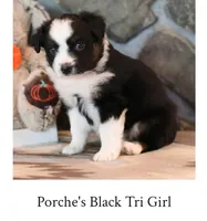 Porche's black tri girl , a female Australian Shepherd for sale in Westfield, MA – 3 of 3