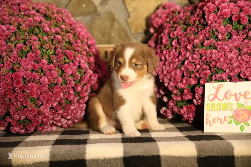 Luna's Red Tri Boy – Australian Shepherd puppy for sale in Westfield, MA