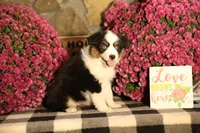 Misty's tri girl #1, a female Australian Shepherd for sale in Westfield, MA – 5 of 10