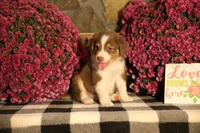 Luna's Red Tri Boy, a male Australian Shepherd for sale in Westfield, MA – 9 of 9