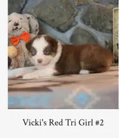 Vicki's red tri girl #2, a female Australian Shepherd for sale in Westfield, MA – 3 of 3