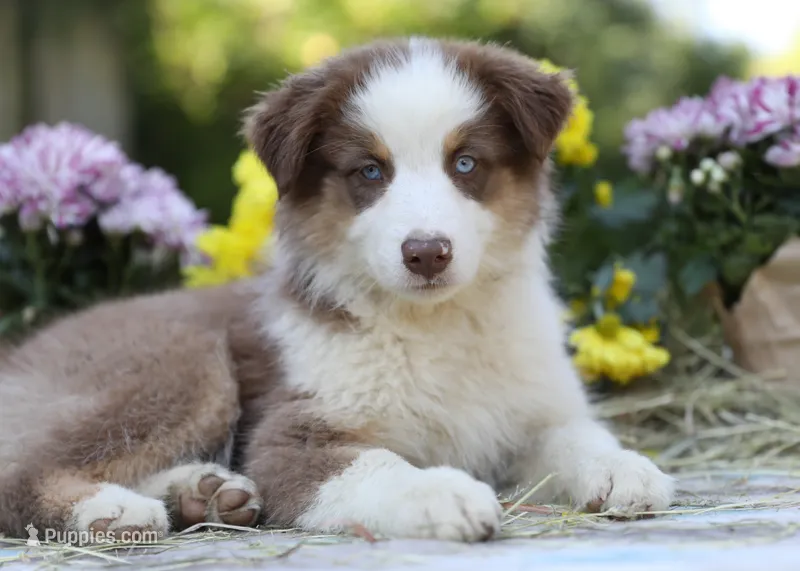 Vicki's red tri girl #2 – Australian Shepherd puppy for sale in Westfield, MA