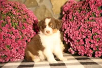 Luna's Red Tri Girl #2, a female Australian Shepherd for sale in Westfield, MA – 9 of 9