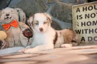 Patti's Red Merle Girl #3, a female Australian Shepherd for sale in Westfield, MA – 4 of 8