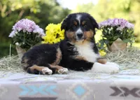 Porche's black tri boy #2, a male Australian Shepherd for sale in Westfield, MA – 3 of 4