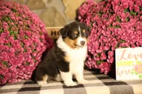 Luna's Black Tri Boy #1, a male Australian Shepherd for sale in Westfield, MA – 3 of 6