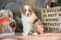 Patti's Red Merle Girl #4, a female Australian Shepherd for sale in Westfield, MA – 10 of 10