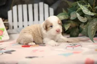 Lily-Rose's Red Merle Boy, a male Australian Shepherd for sale in Westfield, MA – Photo 4 of 6